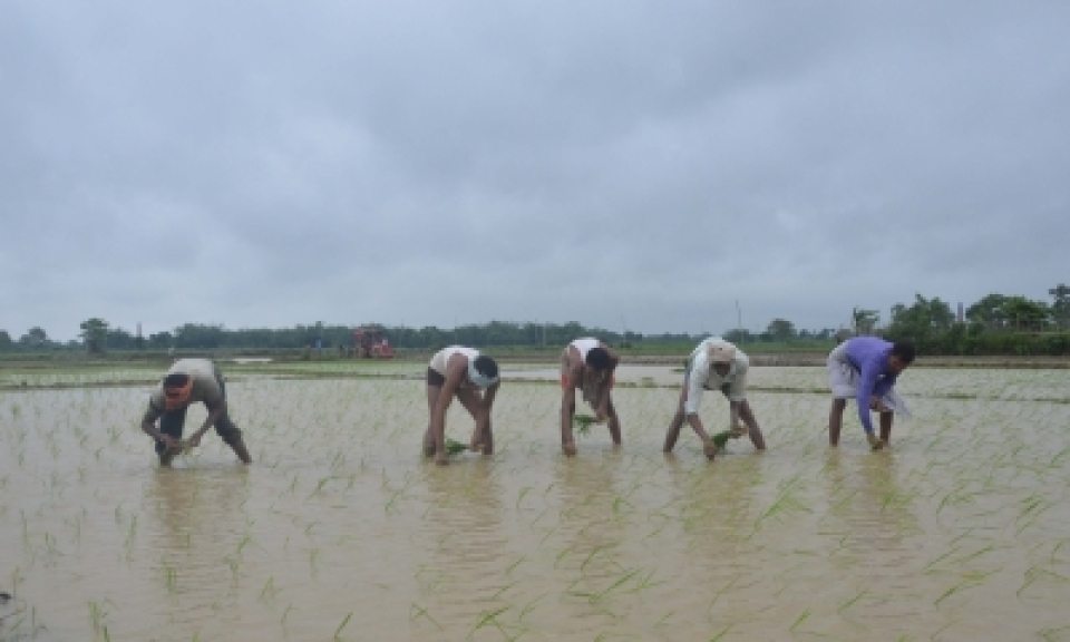 Agri growth slumps to 2%, suggests rural distress real